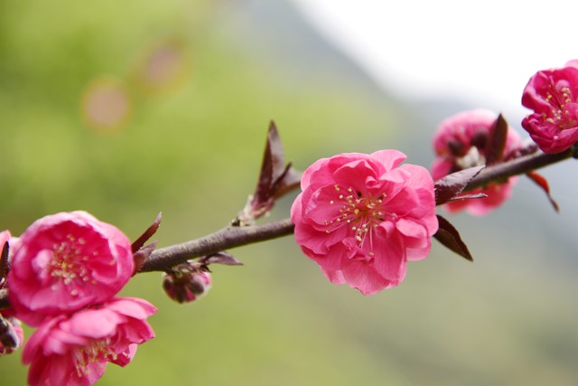 你知道花中四君子的来历吗,我们常说的花中四君子有哪些