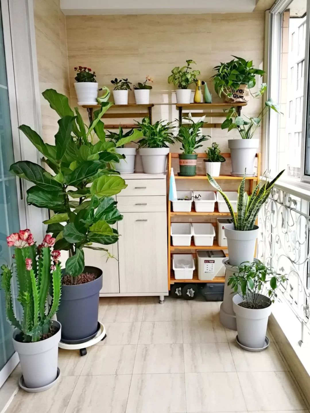 家庭客厅养什么花好看又旺财,客厅最吉祥的三种花