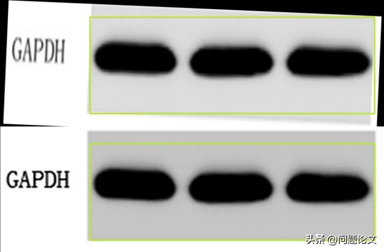 因真假难辨的WB条带，上海市第一人民医院的论文引得同行评议