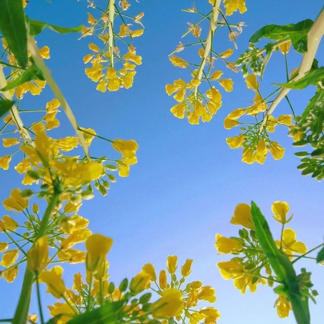 【美哉第一山】携一缕春风，把校园美景与你分享