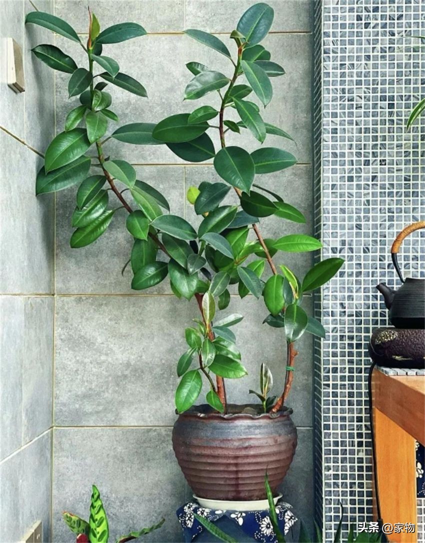 客厅放绿植好养吗,客厅放绿植有什么忌讳