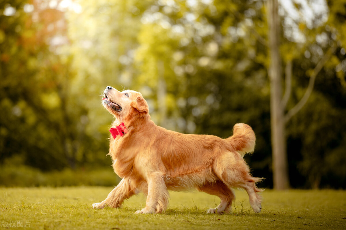 生肖狗找什么样的属相好,生肖狗未来要远离的人