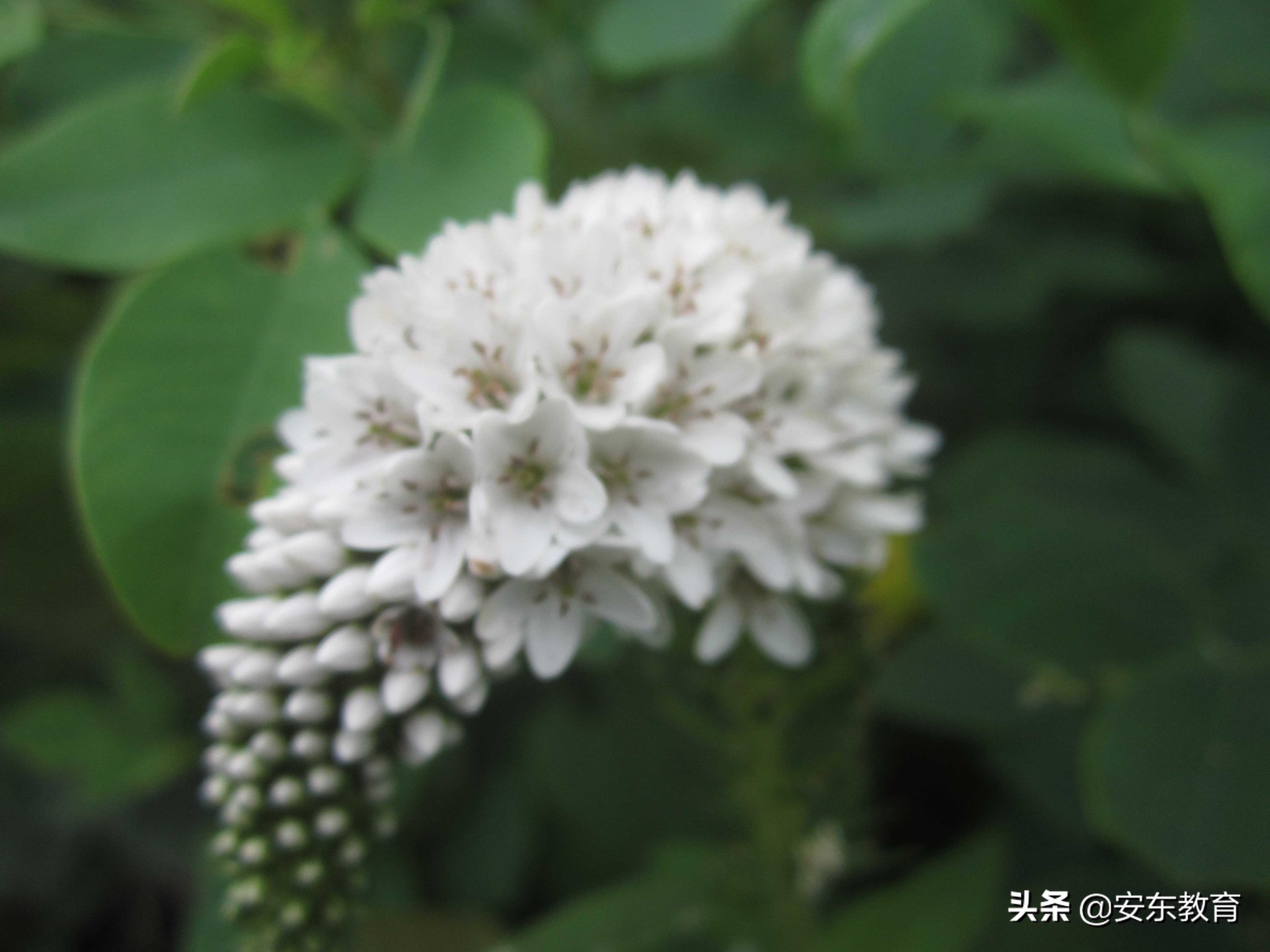 狼尾草的形态特征,狗尾巴草的品种及图片