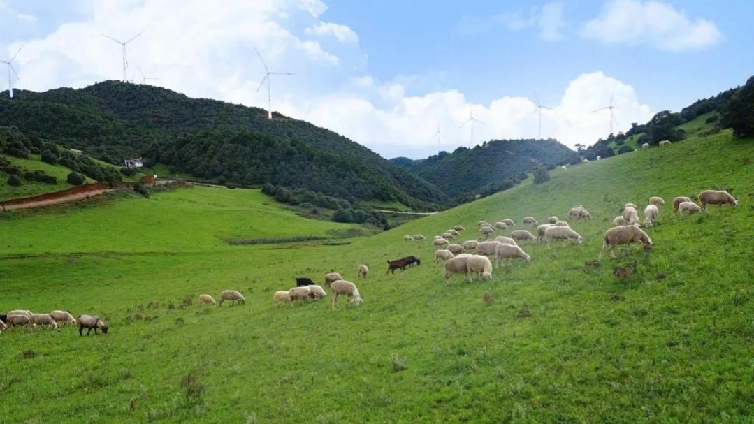 大理宾川杨柳村草甸简介,大理宾川杨柳村草甸要门票吗