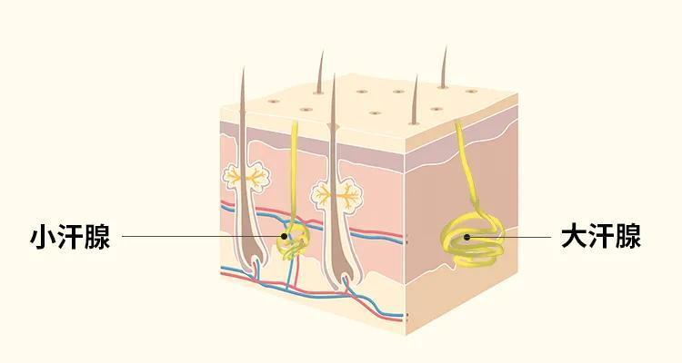 半夜睡觉出汗枕头湿透了是啥病,半夜醒来出汗被子湿了