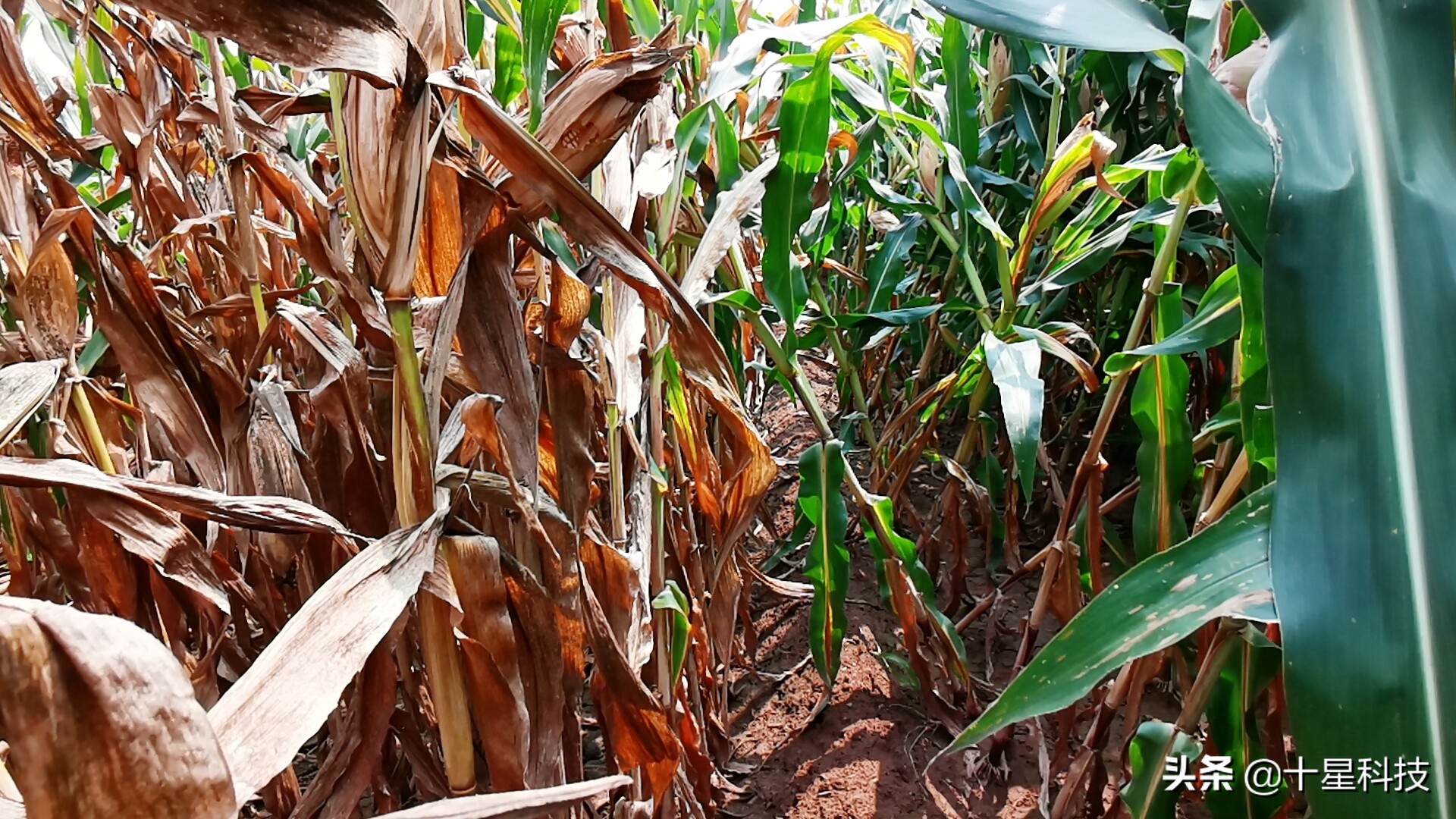 玉米混播高产吗,玉米混播有哪些品种