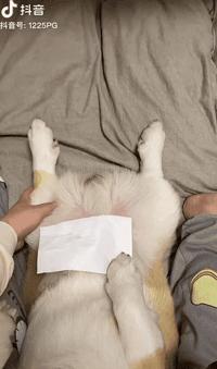 狗狗能不能吃夏威夷果,狗狗吃了夏威夷果能自愈吗