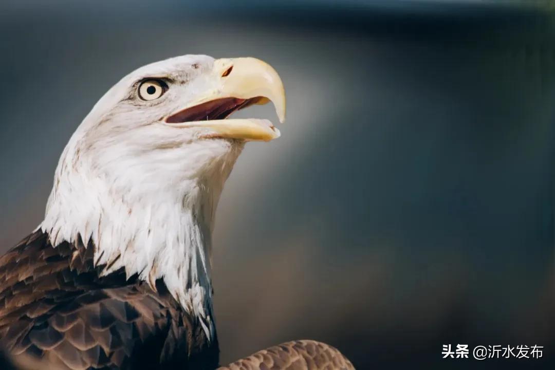 你是几月生的就代表你是什么动物,十二星座几月几日出生属什么动物