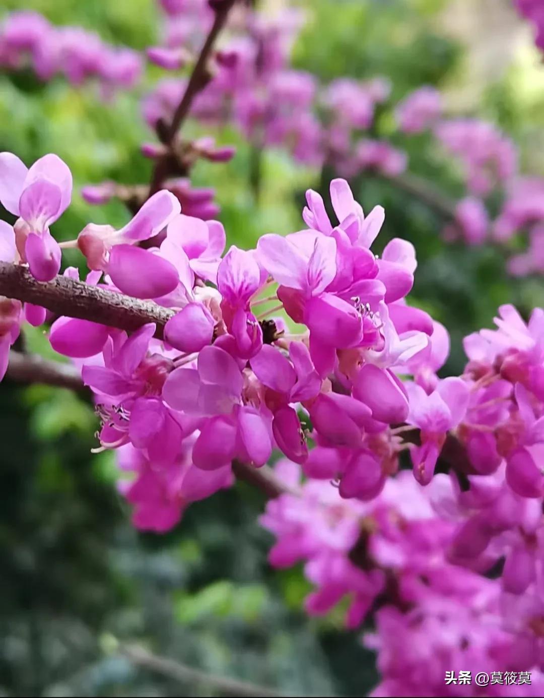 贵州省的省花叫什么名,贵州各个县的县花