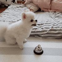 新手养博美要注意什么事项,养博美要注意哪些细节问题