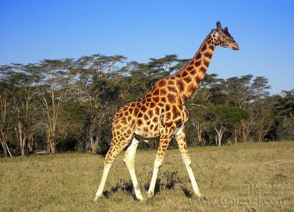 长颈鹿生宝宝,长颈鹿的英语