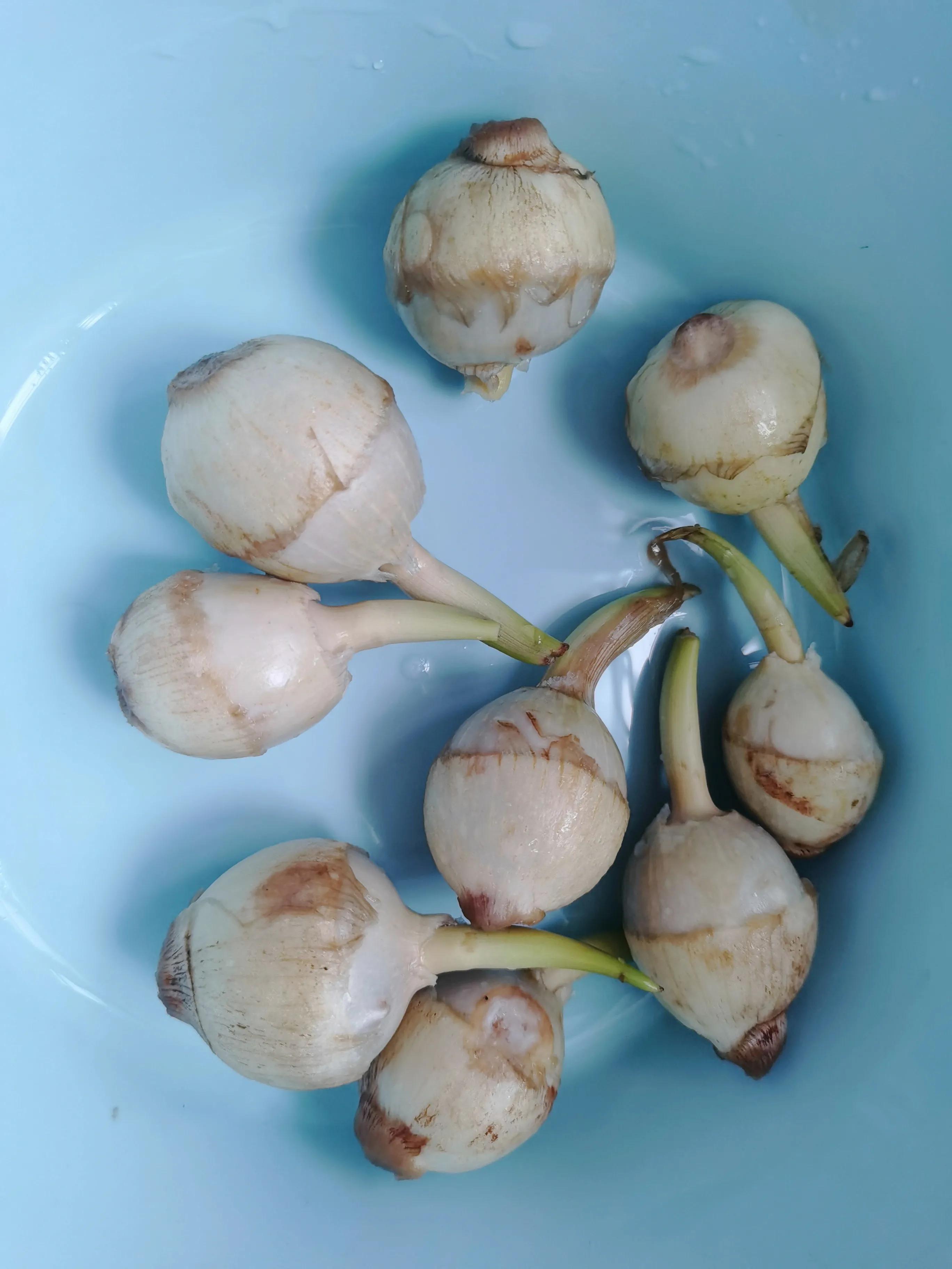 野生慈菇最好吃的做法,慈菇怎么做最好吃