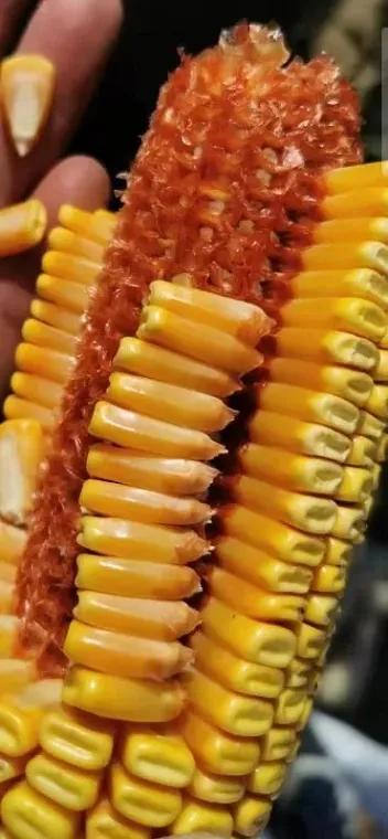 最新国审双抗高产玉米种子,2021年国审十大多抗高产新品种