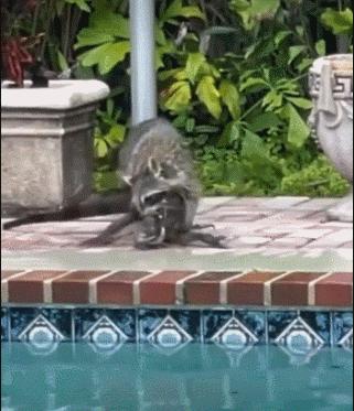 27张惊悚的动物照：青蛙被鼓风机活活风干，海鸥当街活吞大老鼠