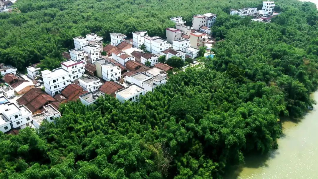 广宁竹产业园,中国广宁竹产业创新发展