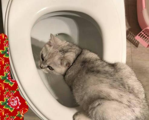 猫咪最怕的一物,哪些会让猫咪致命