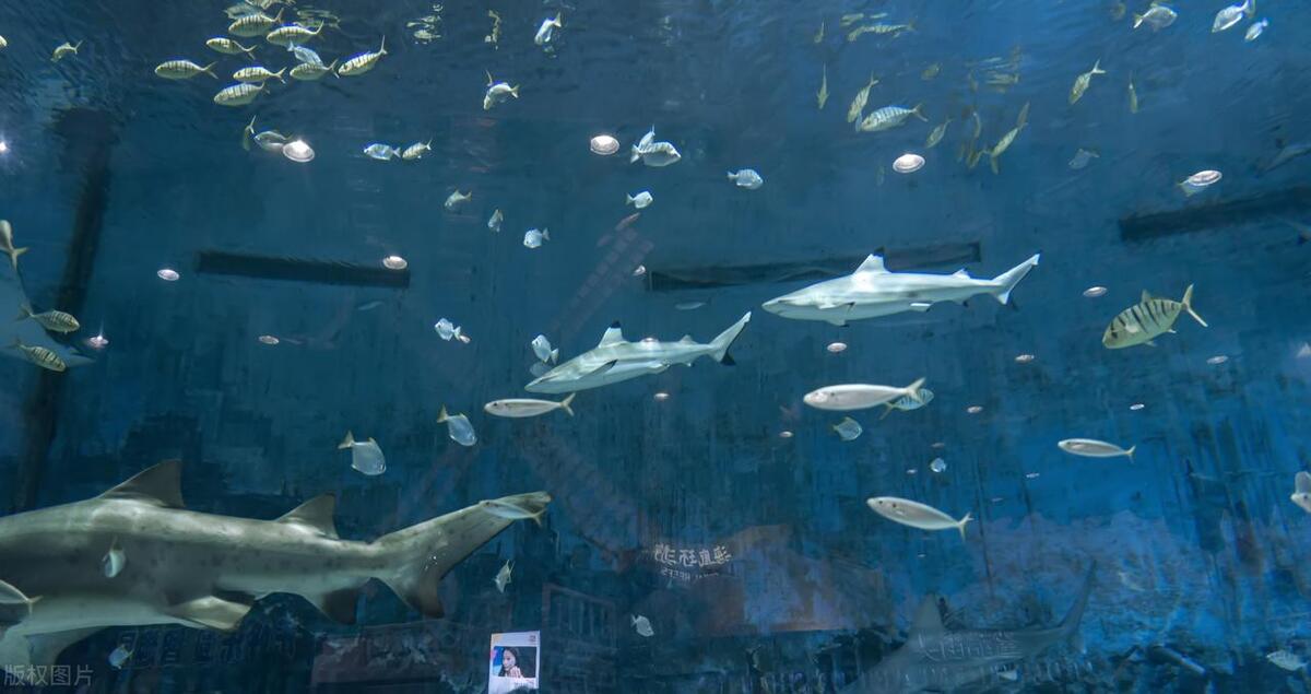 北京适合带孩子去的海洋馆,北京海洋馆亲子游