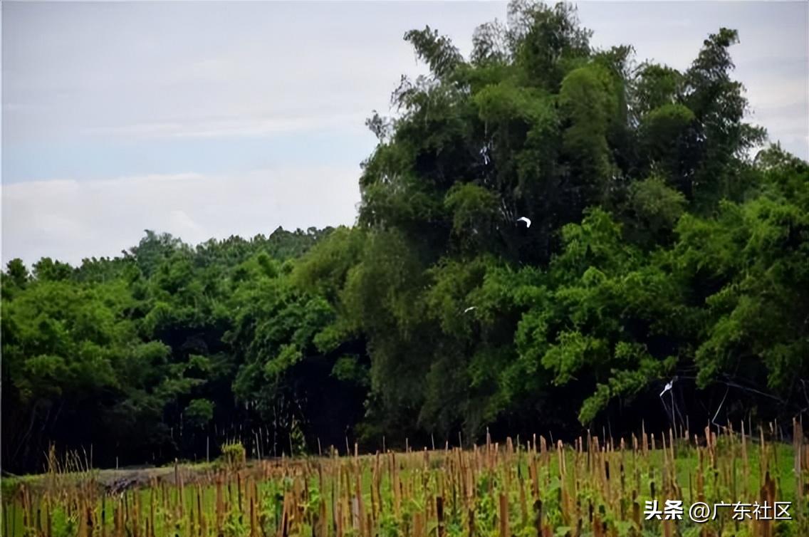 春季国内观鸟热门地,这份观鸟地图请收好