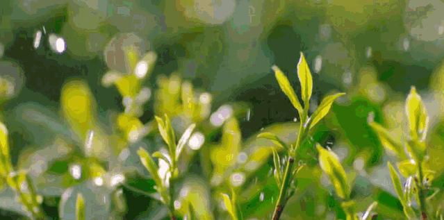 祖玛珑七夕联名,七夕情人节礼盒仪式感