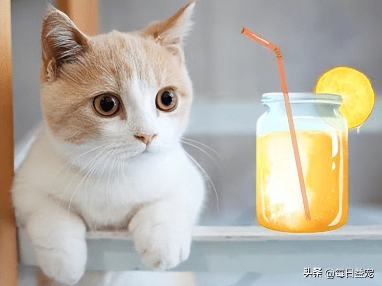 捡到一只小奶猫被家里狗咬死了,捡到小奶猫注意事项