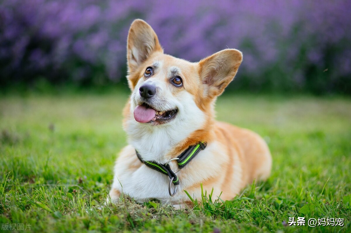 狗狗眼角一直有脓状眼屎是怎么了,狗狗有眼屎要喂什么药