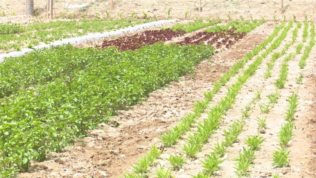 高台发展特色产业促进农民增收,高台县发家致富