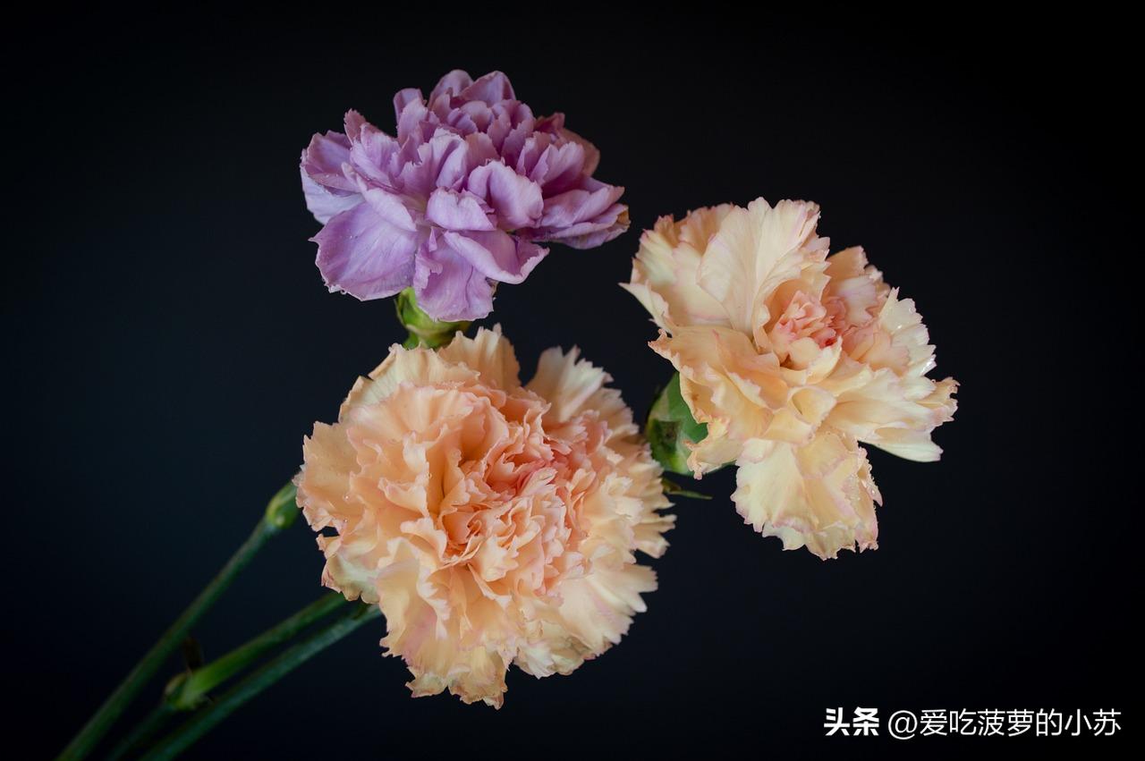 花卉小常识天竺葵,盆栽康乃馨小知识