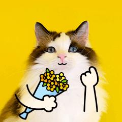 连云港九价hpv疫苗怎么预约,无锡九价hpv疫苗在哪里预约