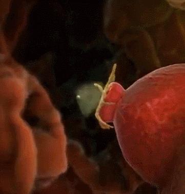 女性的安全期前7后8是什么意思,女生安全期前七后八是怎么算的啊