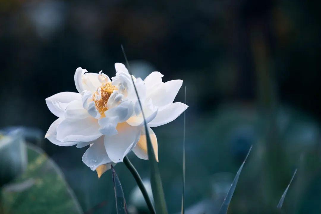 山东除了淄博还有哪里好玩,淄博都有哪些值得游玩的地方