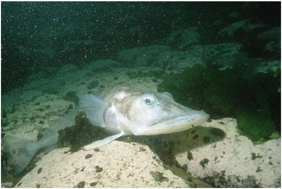 2012年发现的南极深海怪鱼,惊现深海恐怖怪鱼