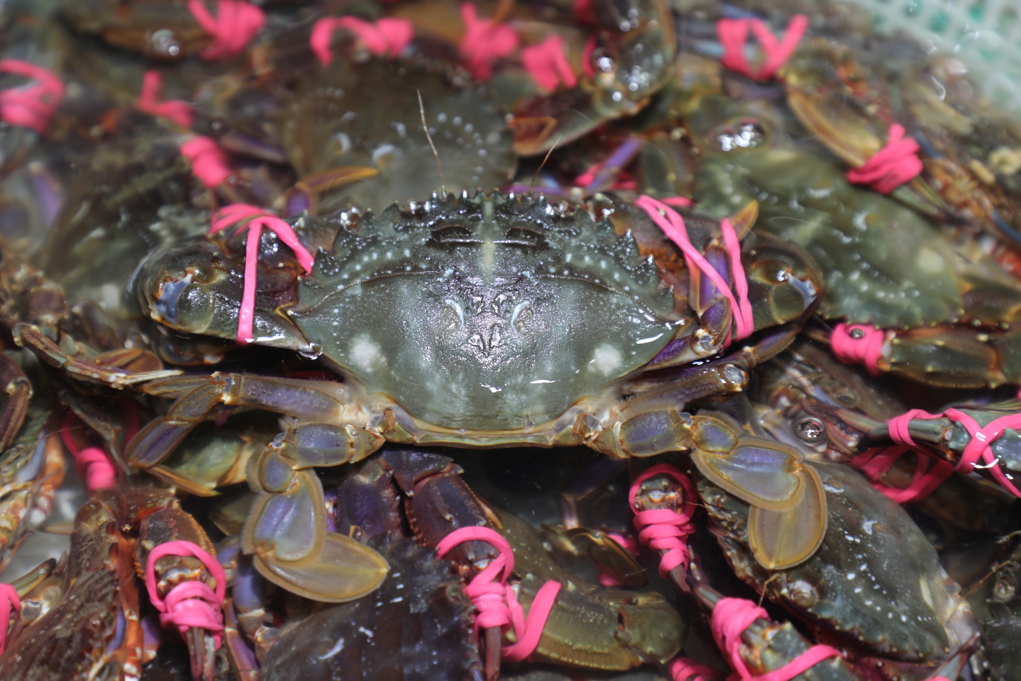 开海啦!威海大厨私藏多年的菜单曝光了,藏着海鲜的秘密
