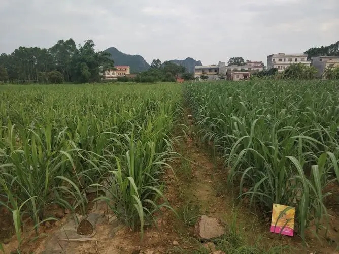 广西农民种植甘蔗一亩利润,广西种植甘蔗前景如何