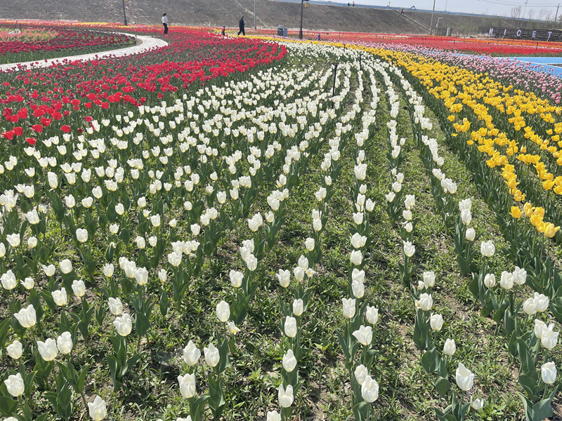 郁金香旅游节攻略,五家渠青格达湖郁金香免费吗