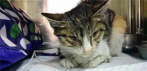 按病因犬猫贫血分为哪几个类型,公猫食欲不振精神萎靡