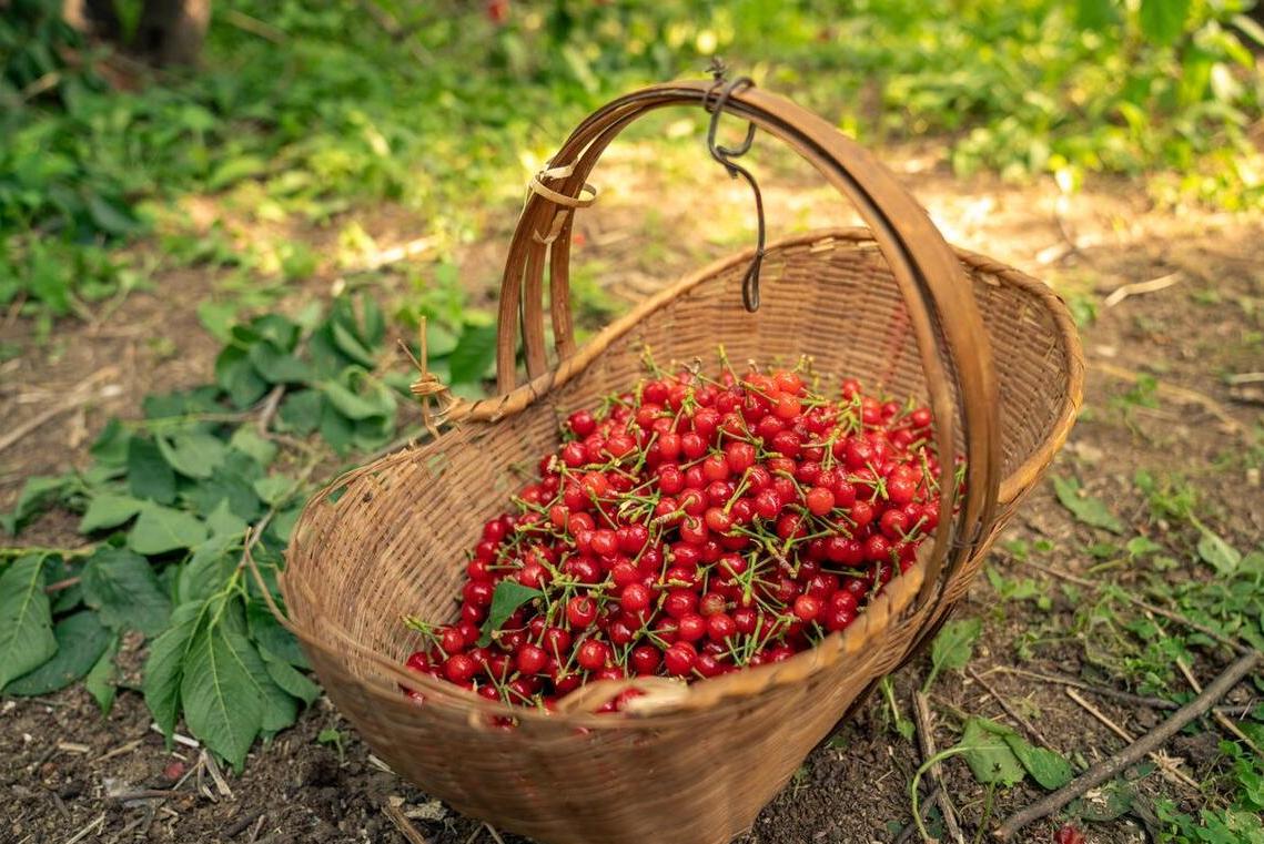 樱桃采摘园樱桃能直接吃吗,大樱桃采摘节吃法