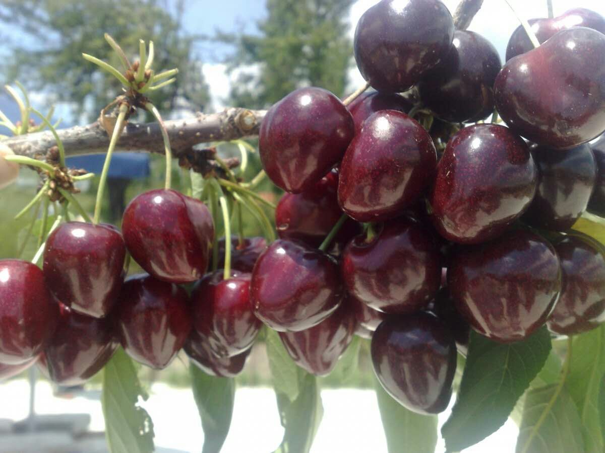 沙里淘金，从新品种中淘出好品种