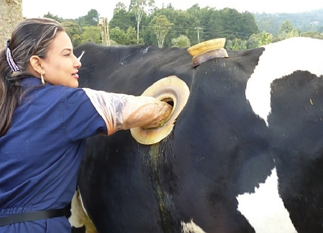 奶牛身上开洞的视频,牛身开洞是什么原因