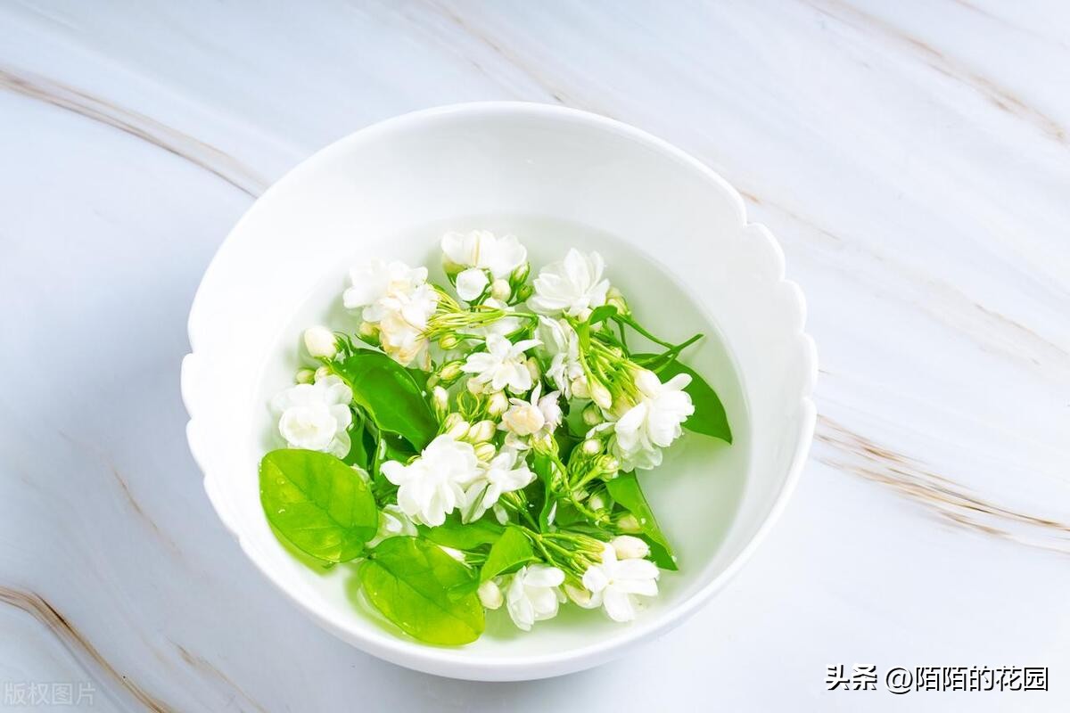 春节开花的庭院花卉,适合四季开花的庭院花卉