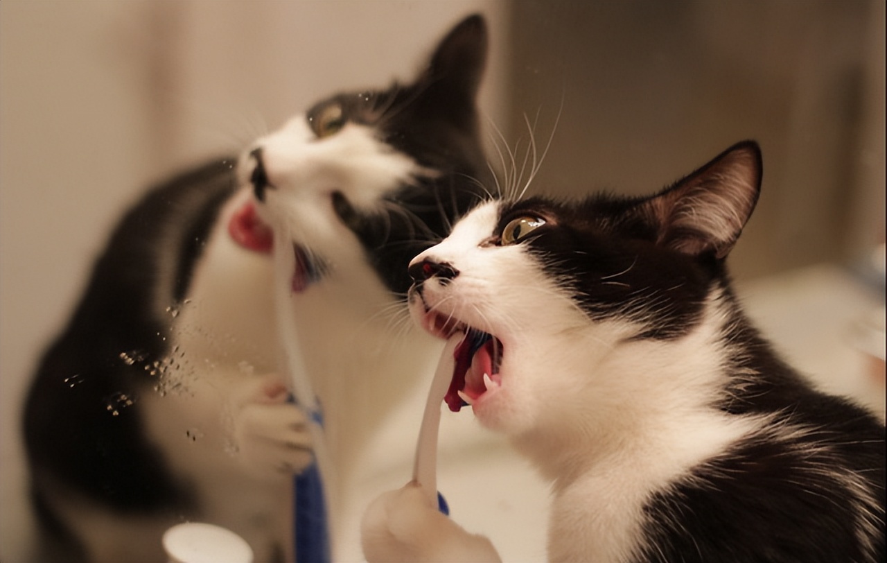 猫咪体臭是什么原因？原来跟这些问题逃不掉！