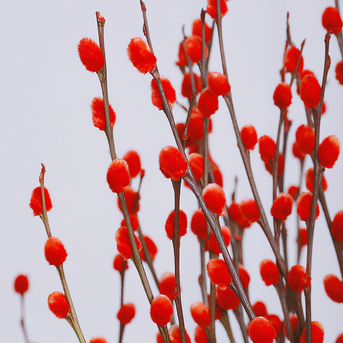 6种年宵花现在买最省钱,年宵花怎么养才旺财