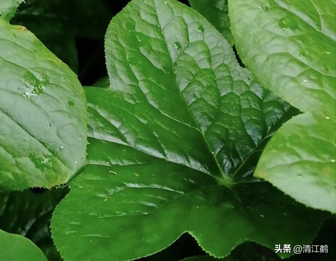 人称“江边一碗水”，荒野3月开紫花，细读栽培“5措施”秒懂种植