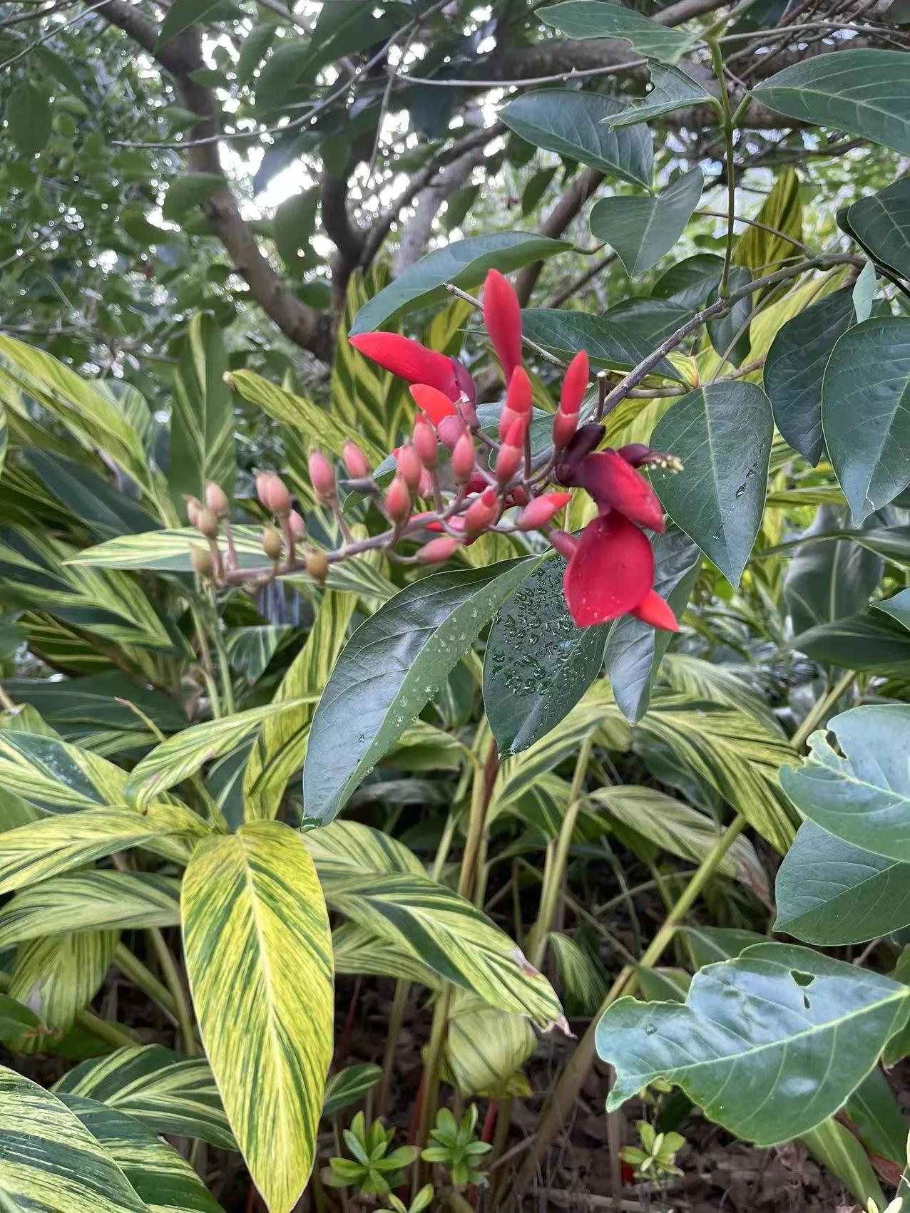 三亚海棠湾海边跑车兜风,三亚太阳湾游记