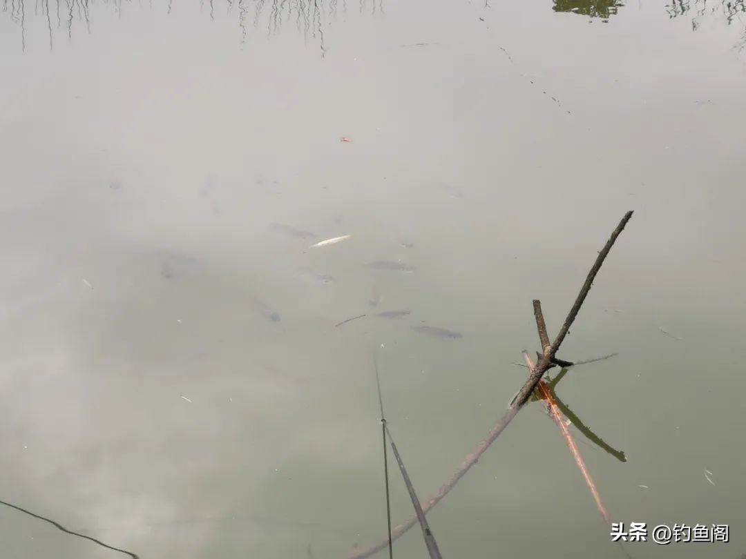 野钓什么鱼用果酸好,野钓加果酸诱鱼视频