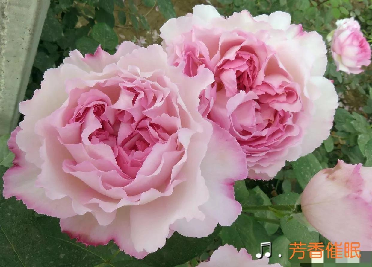 常见切花月季一览（40）（接上期）