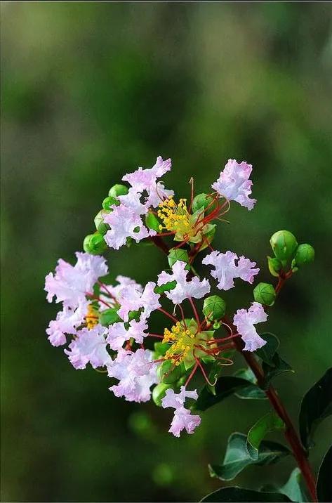 紫薇花壁纸高清全屏,唯美紫壁纸
