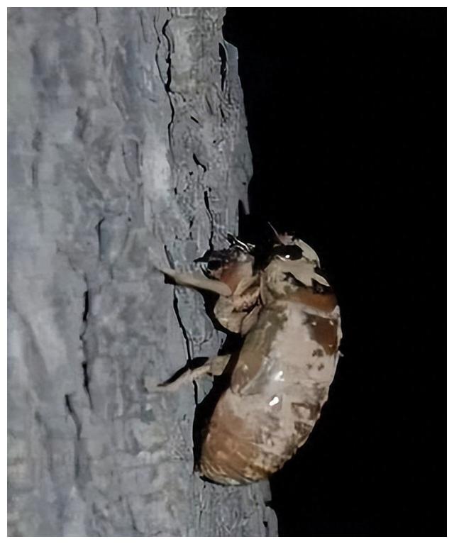 山东吃的特色美食清真,山东地方菜最有名的30道菜