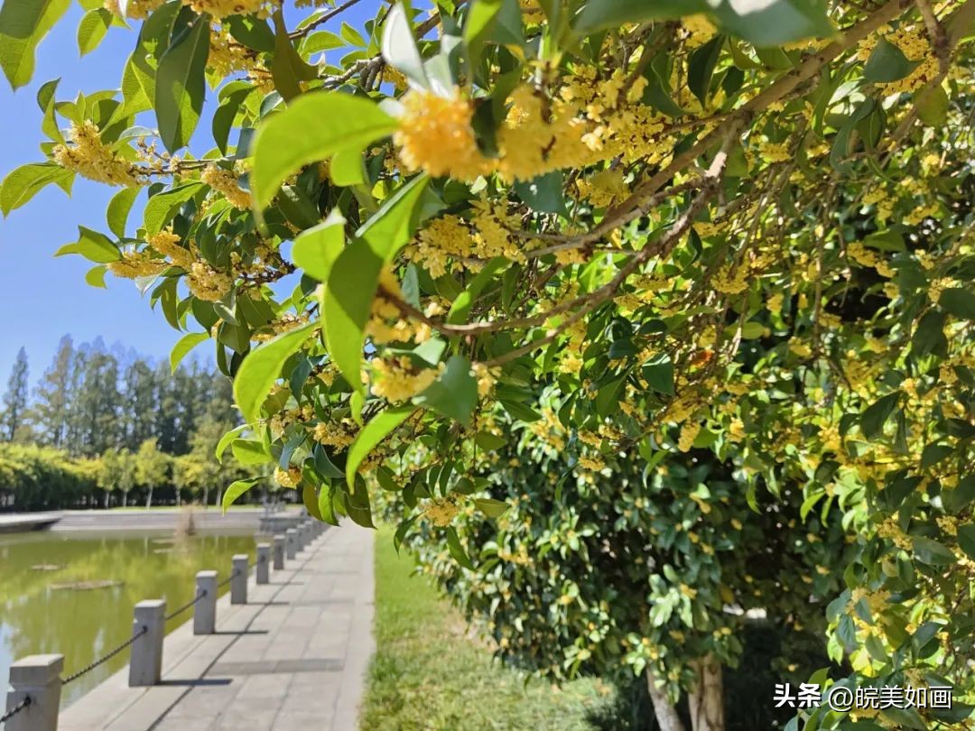 安徽大学好看的风景,高校最美秋景