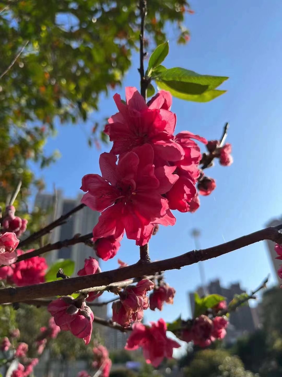 5.98万缤果实测,5.98万缤果配置