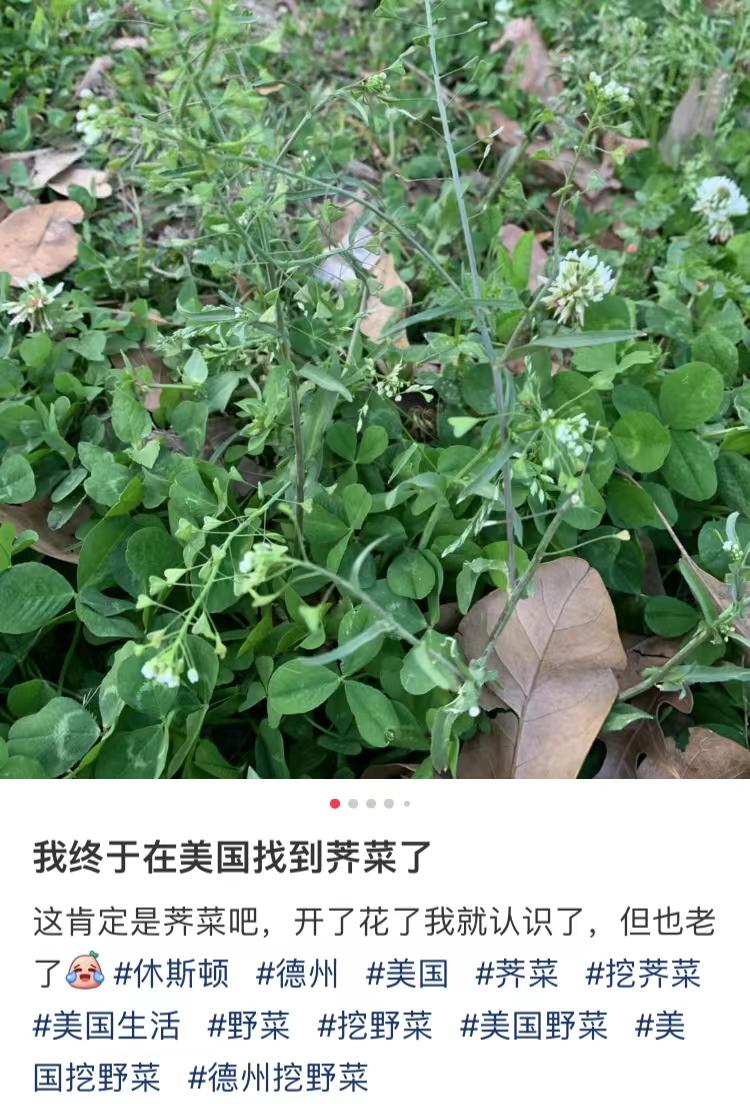 华人美国挖野菜，吃罚单？在纽约是这样挖蕨菜、韭菜、荠菜的